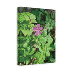Stretched Matte Canvas - Flower of Geranium Robertianum