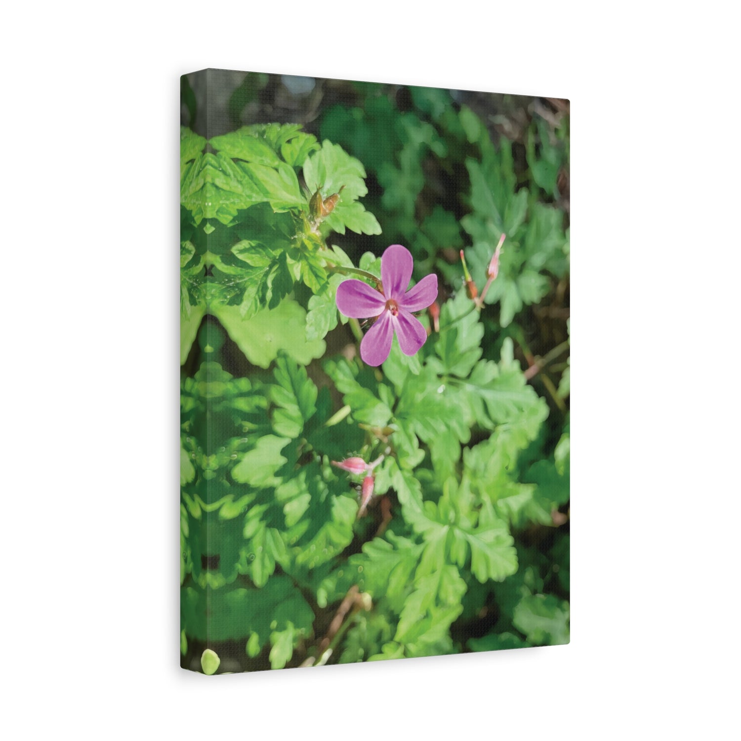 Stretched Matte Canvas - Flower of Geranium Robertianum