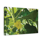 Stretched Matte Canvas - Flower of Cucumber
