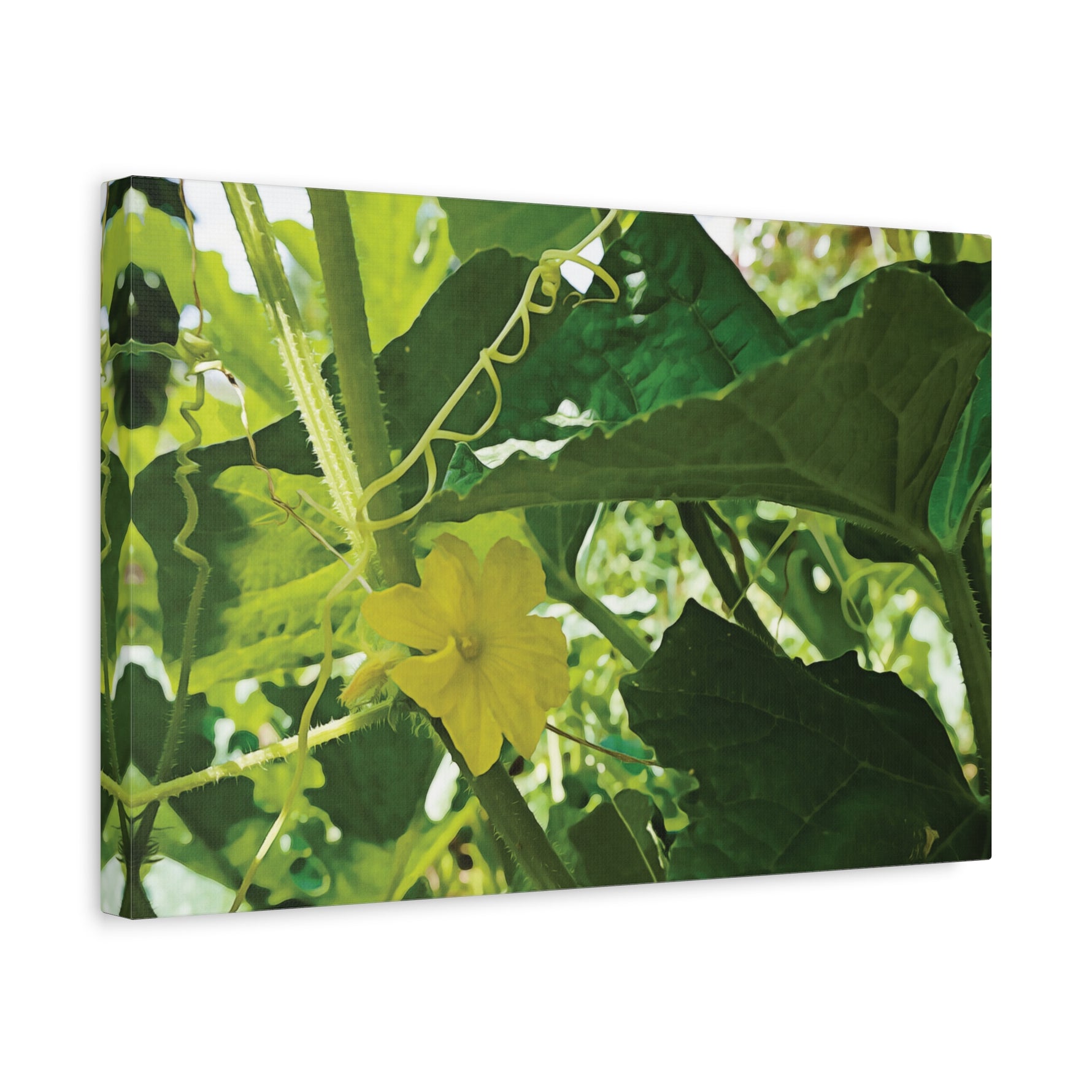 Stretched Matte Canvas - Flower of Cucumber