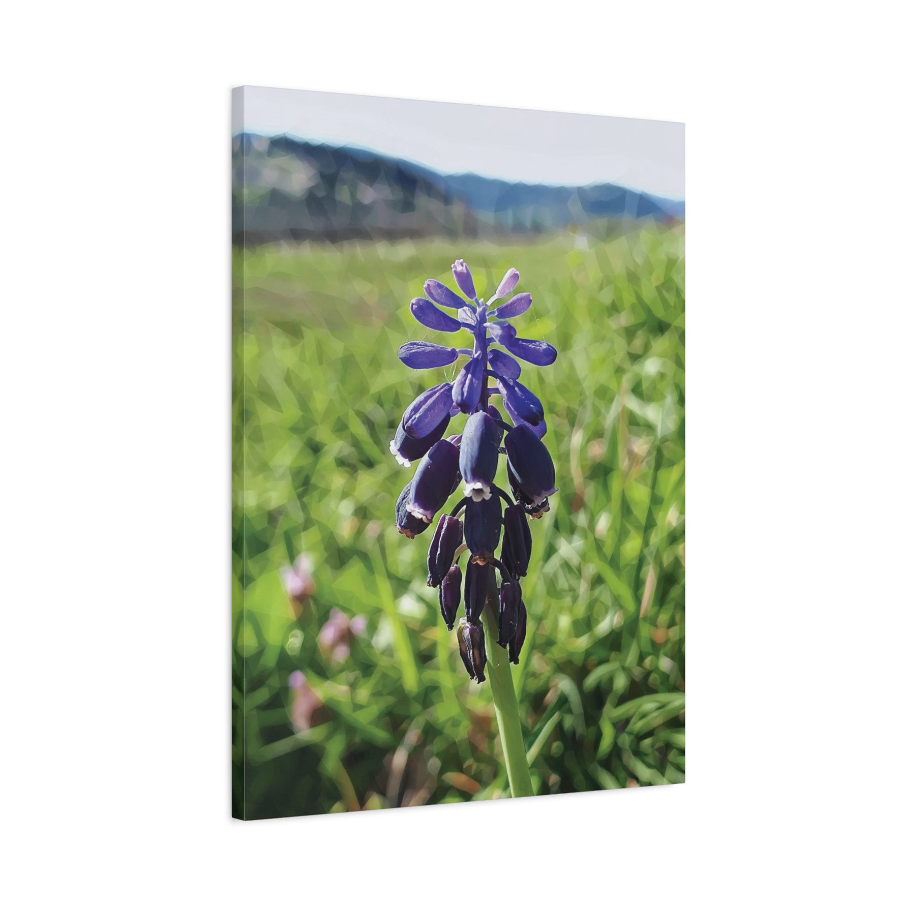 Stretched Matte Canvas - Poly Art - Flower of Muscari