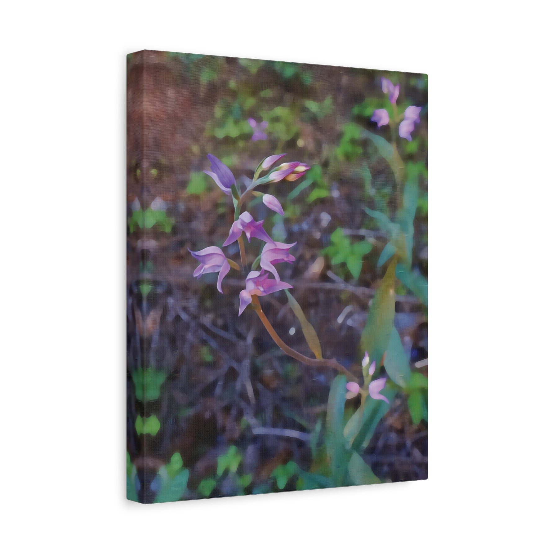 Stretched Matte Canvas - Flower of Cephalanthera Rubra