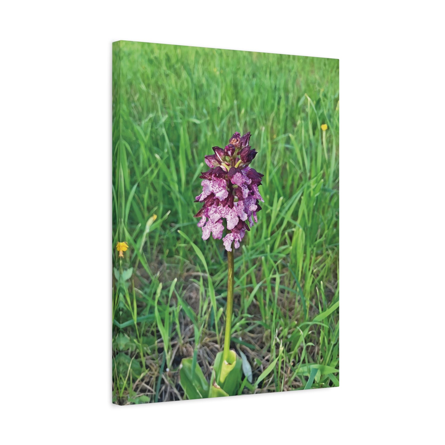Stretched Matte Canvas - Flower of Orchis Purpurea
