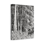 Stretched Matte Canvas - Bamboo (B&W variant)