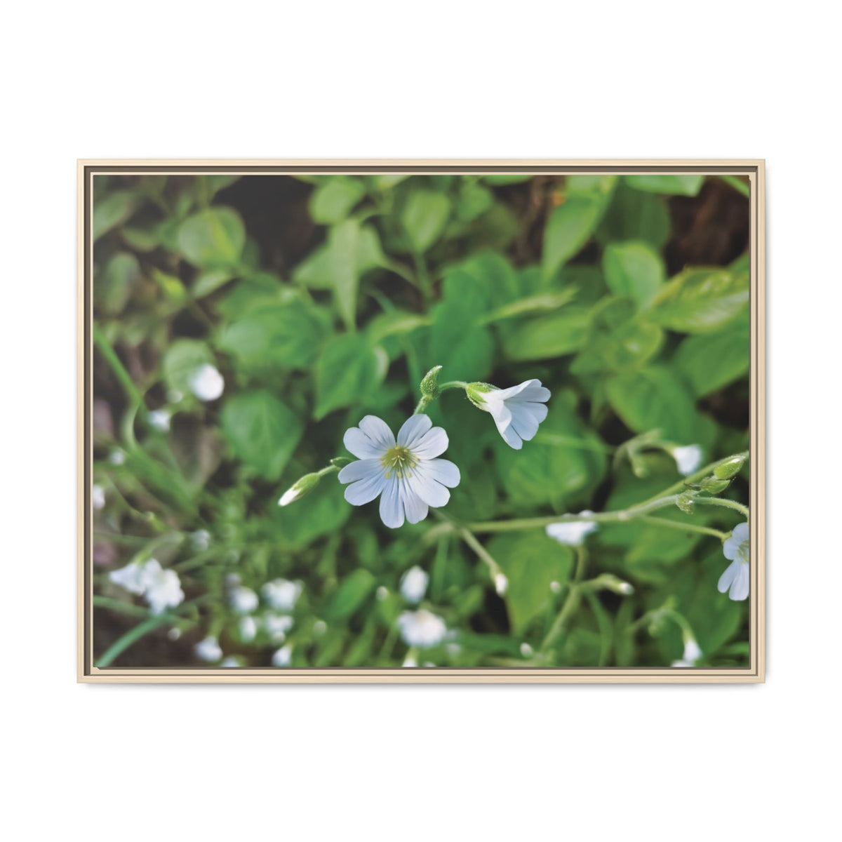 Centocchio Garofanina (Stellaria Holostea) | Framed Canvas