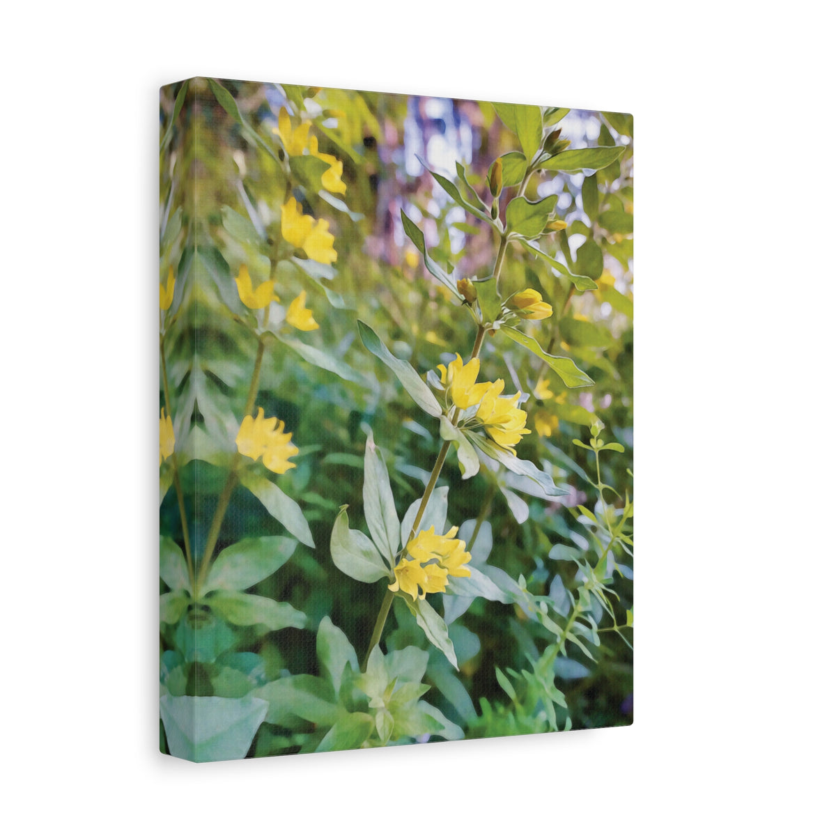 Stretched Matte Canvas - Flower of Lysimachia