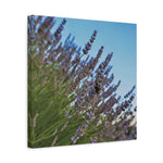 Stretched Matte Canvas - Flower of Lavender with Bombus Insect (Variant 1)