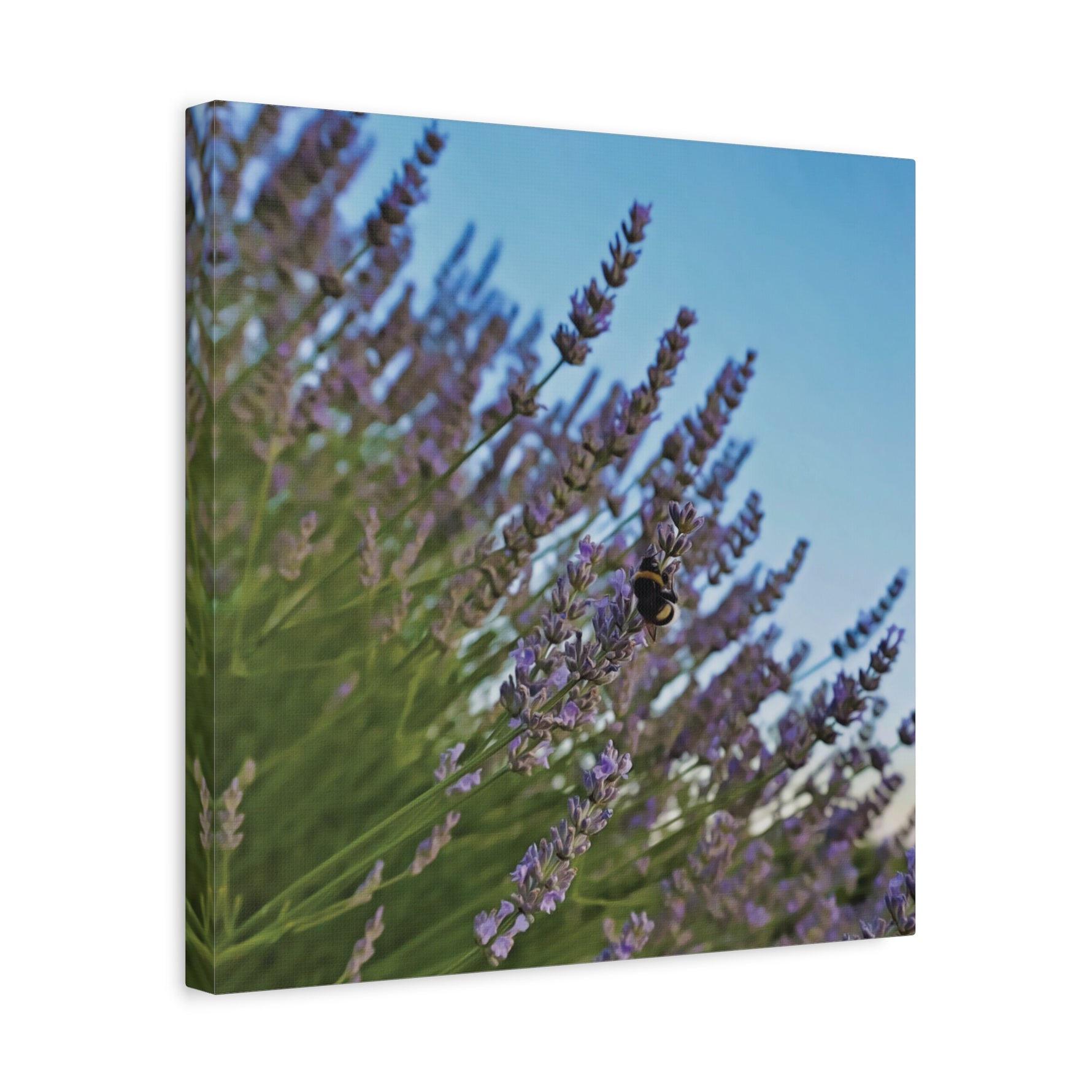 Stretched Matte Canvas - Flower of Lavender with Bombus Insect (Variant 1)