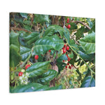 Stretched Matte Canvas - Ilex Aquifolium