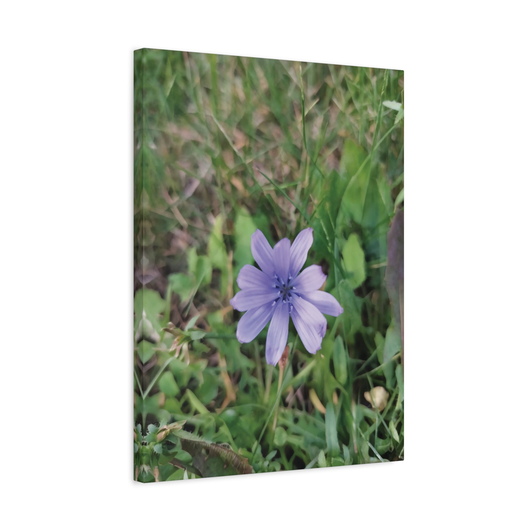 Stretched Matte Canvas - Flower of Cicoria