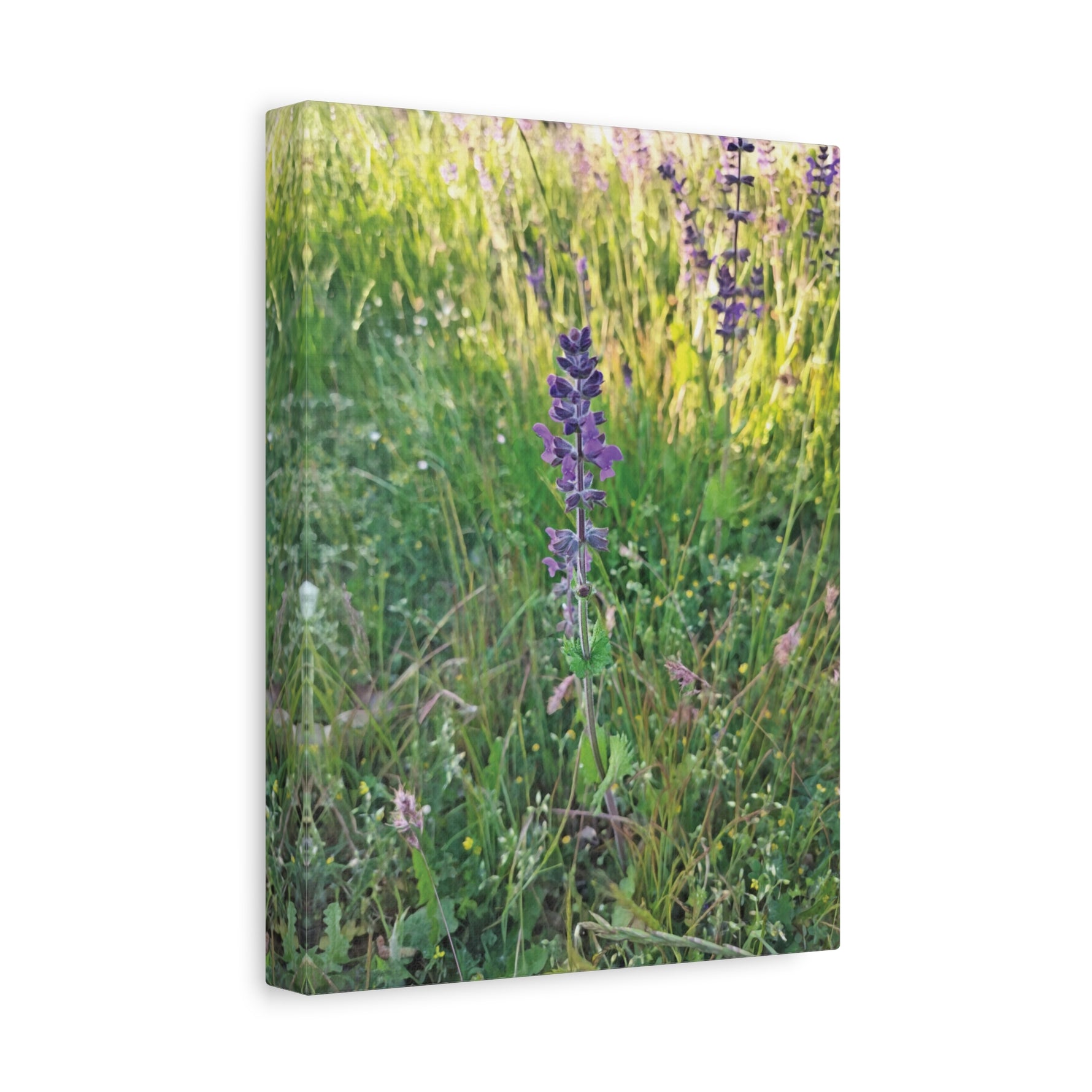 Stretched Matte Canvas - Flower of Salvia Verbenaca