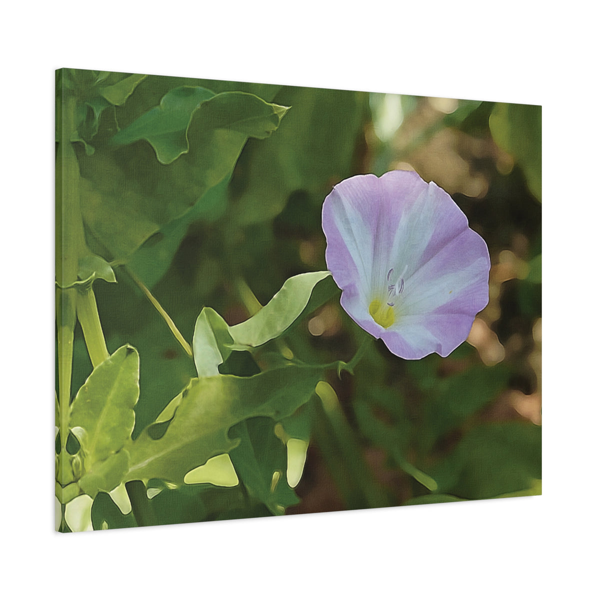 Stretched Matte Canvas - Flower of Convolvulus Arvensis/Vilucchio