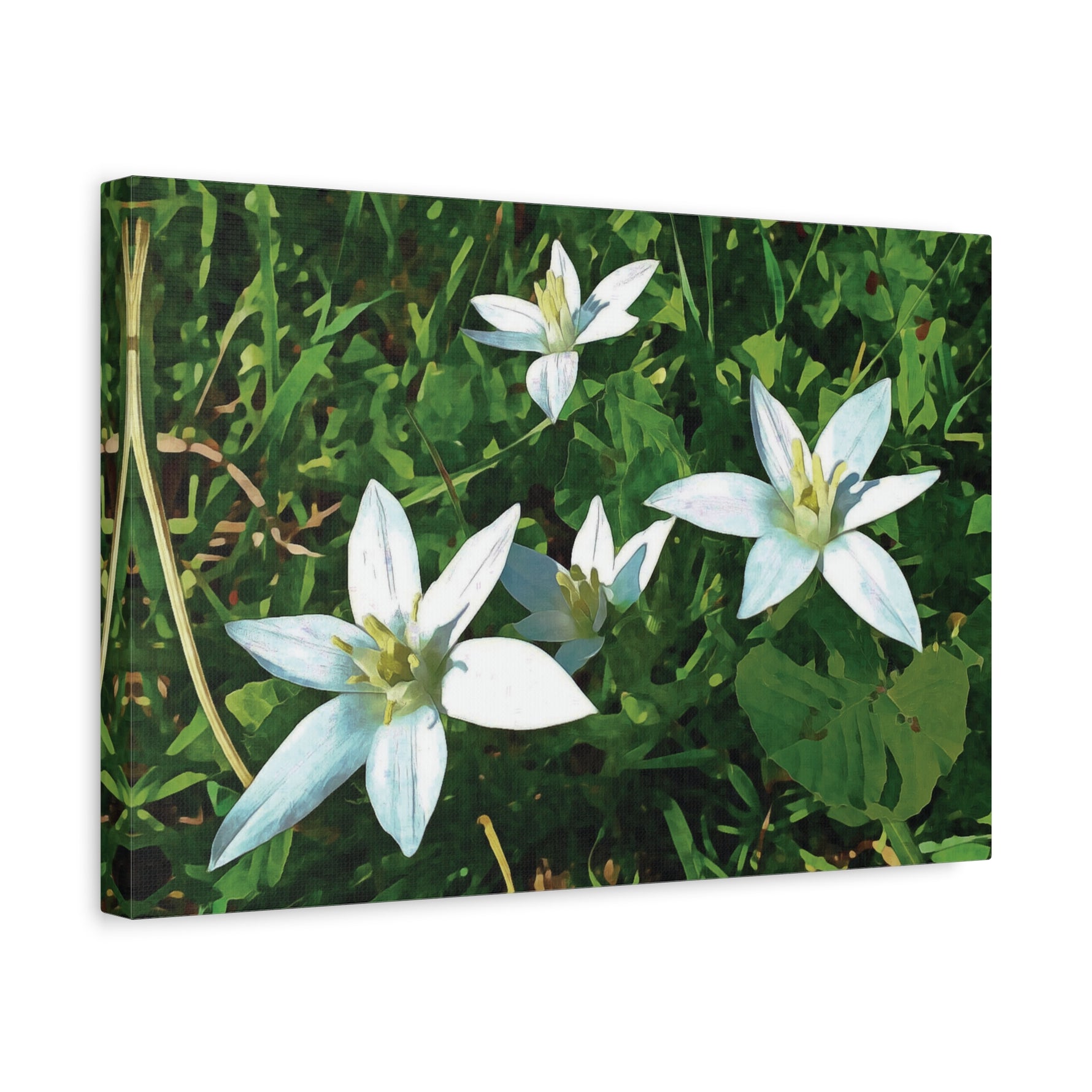 Stretched Matte Canvas - Flower of Ornithogalum