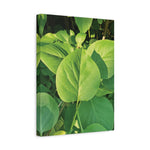 Stretched Matte Canvas - Syringa vulgaris Leaves