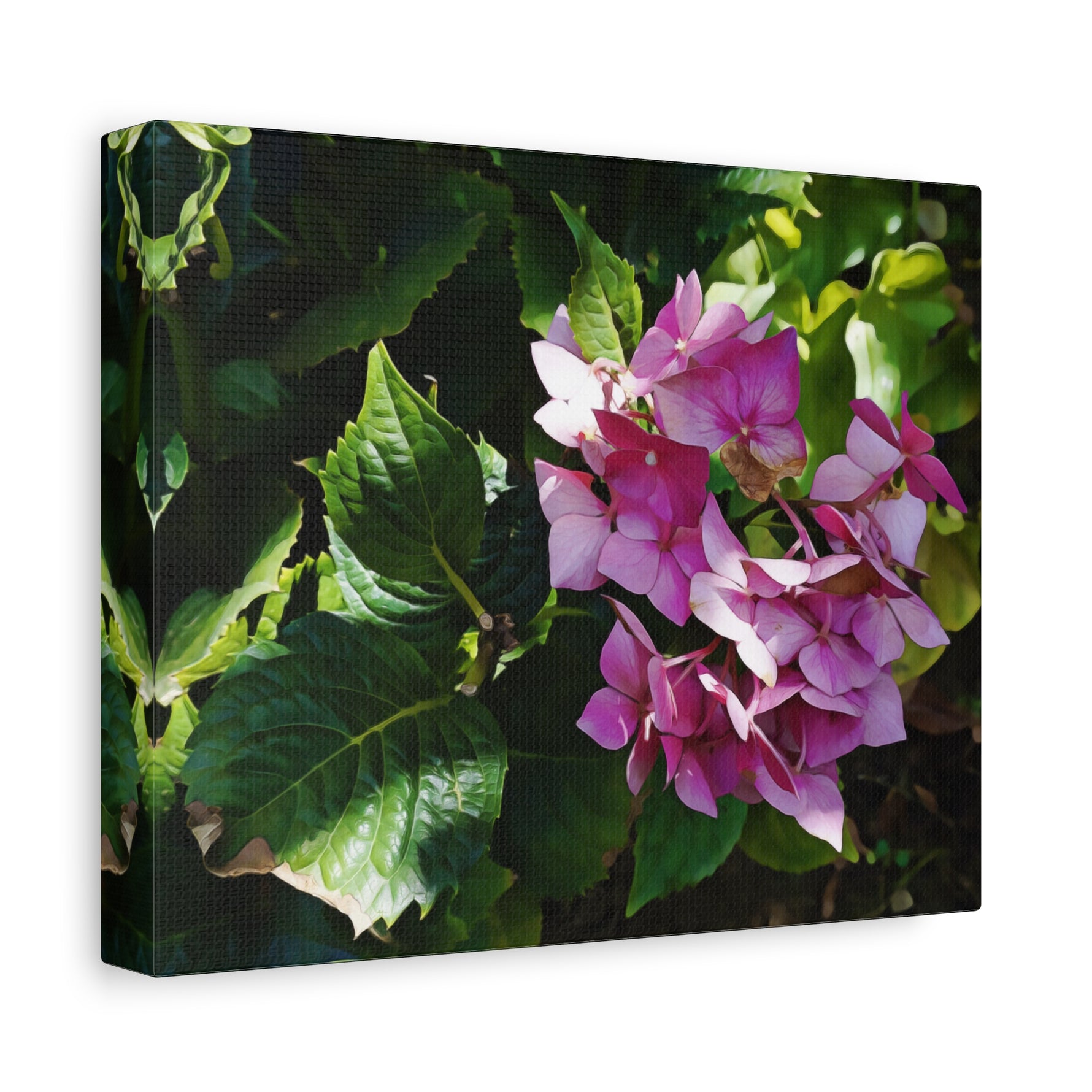 Stretched Matte Canvas - Flower of Ortensia/Hydrangea Macrophylla
