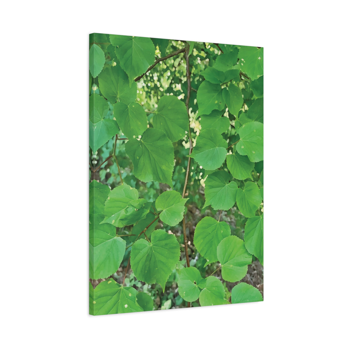 Stretched Matte Canvas - Tilia Tree Leaves