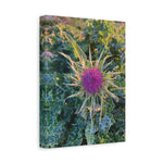 Stretched Matte Canvas - Flower of Silybum Marianum