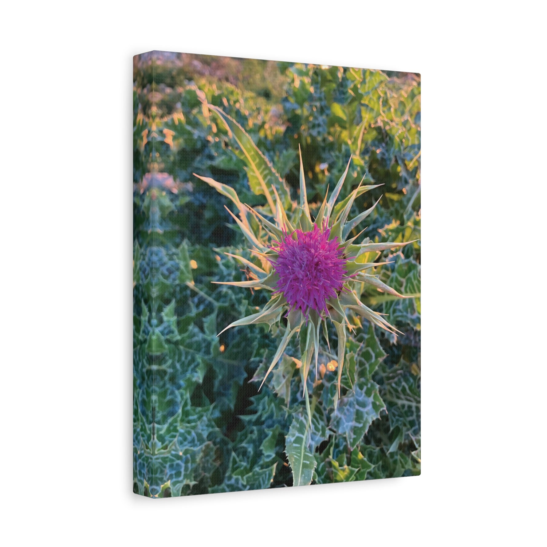 Stretched Matte Canvas - Flower of Silybum Marianum