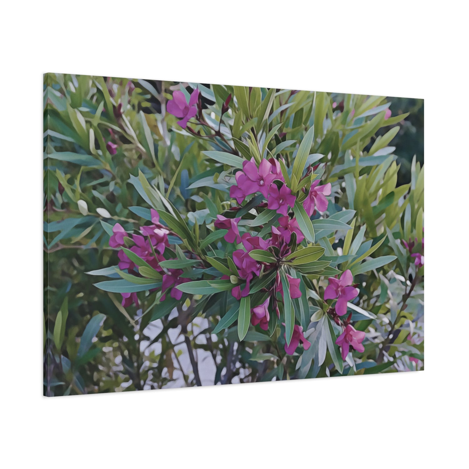 Stretched Matte Canvas - Flower of Oleander