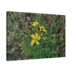 Stretched Matte Canvas - Flower of Hypericum Perforatum