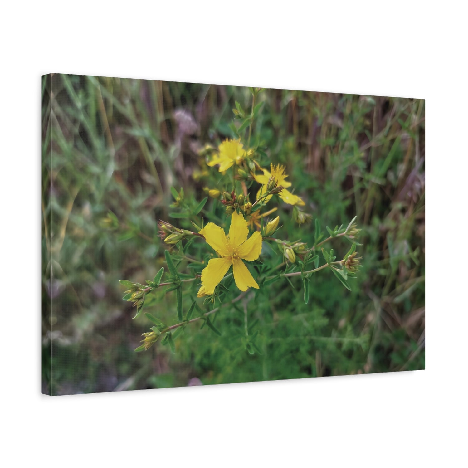 Stretched Matte Canvas - Flower of Hypericum Perforatum