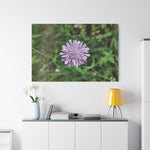Stretched Matte Canvas - Flower of Knautia Integrifolia (Ambretta annuale)