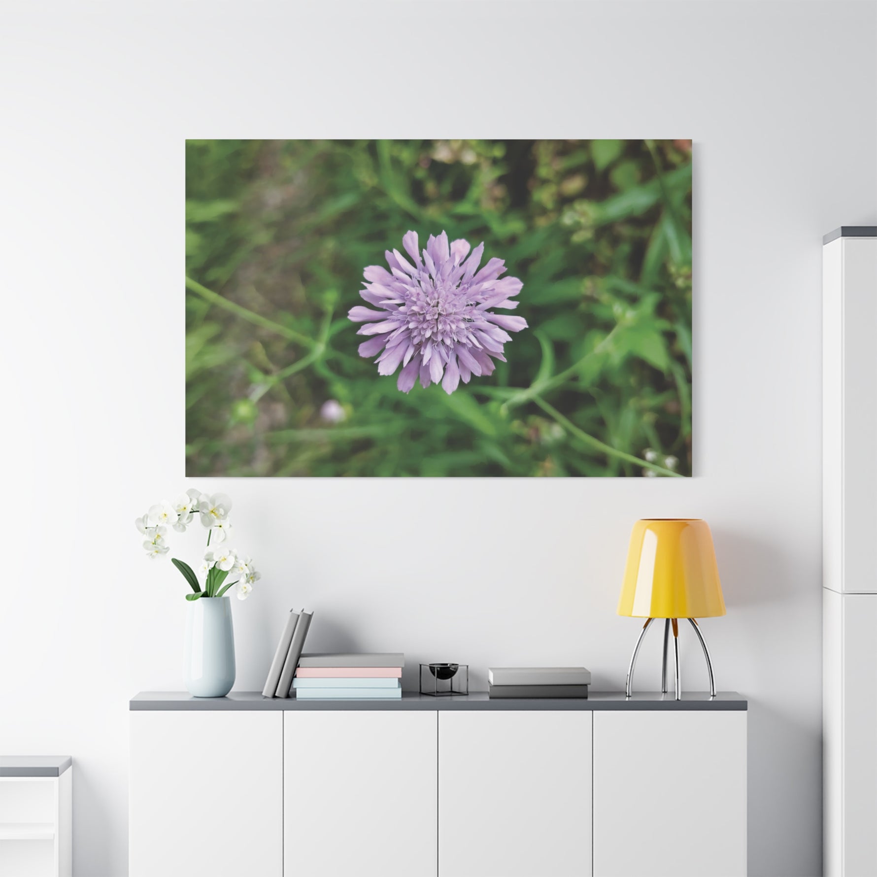 Stretched Matte Canvas - Flower of Knautia Integrifolia (Ambretta annuale)