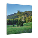 Stretched Matte Canvas - Tree in a lawn (Variant 3)
