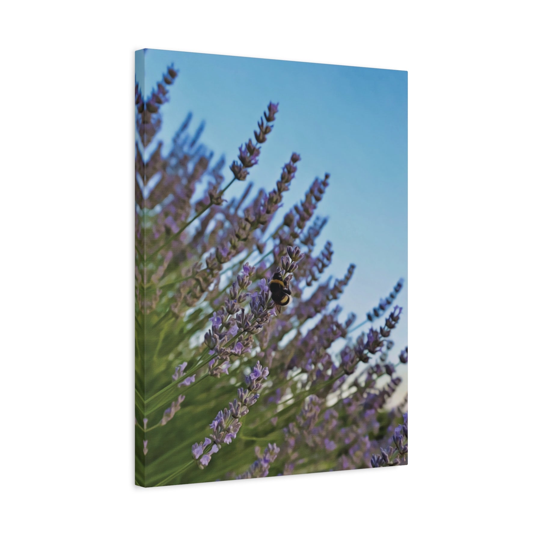 Stretched Matte Canvas - Flower of Lavender with Bombus Insect (Variant 1)