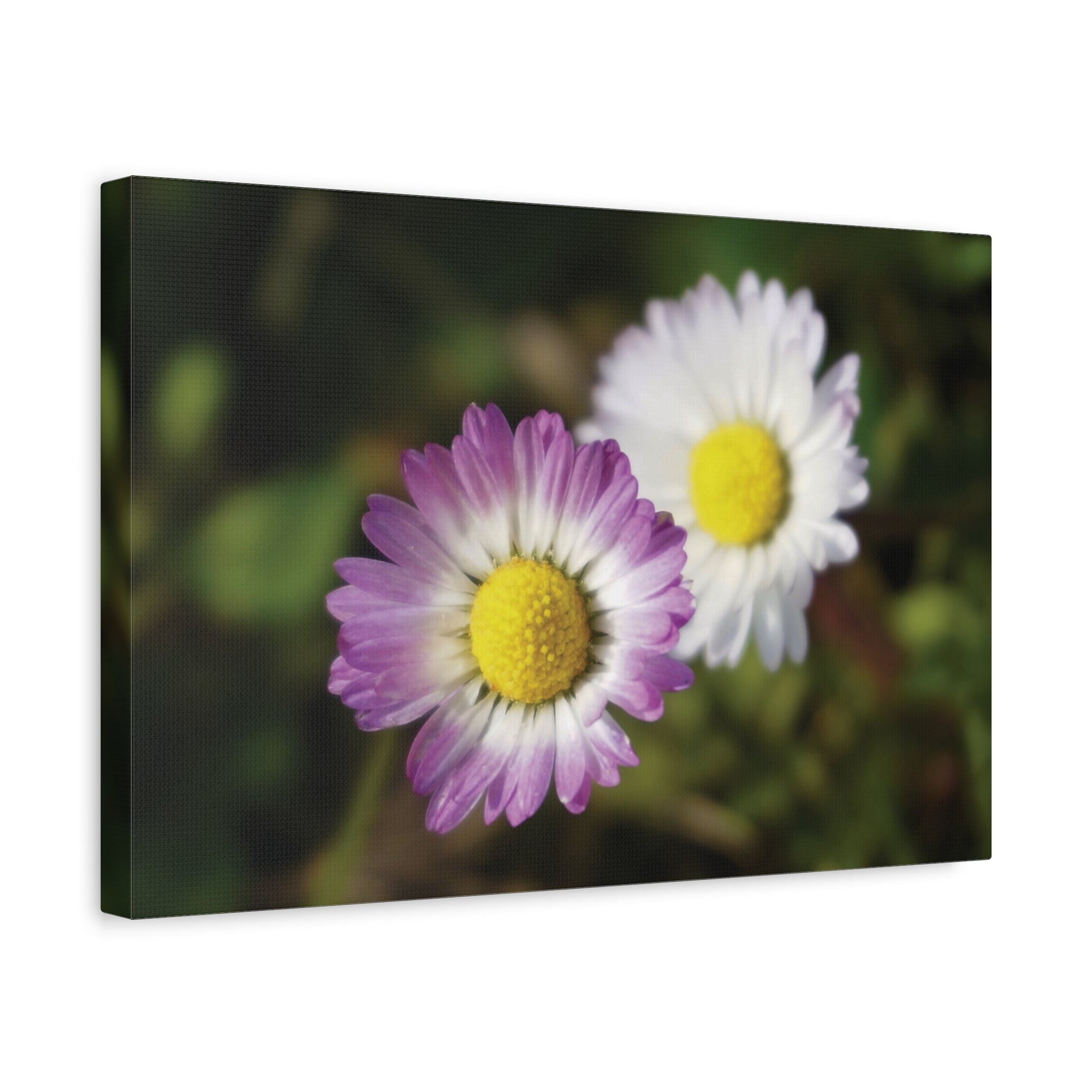 Stretched Matte Canvas - Flower of Daisies