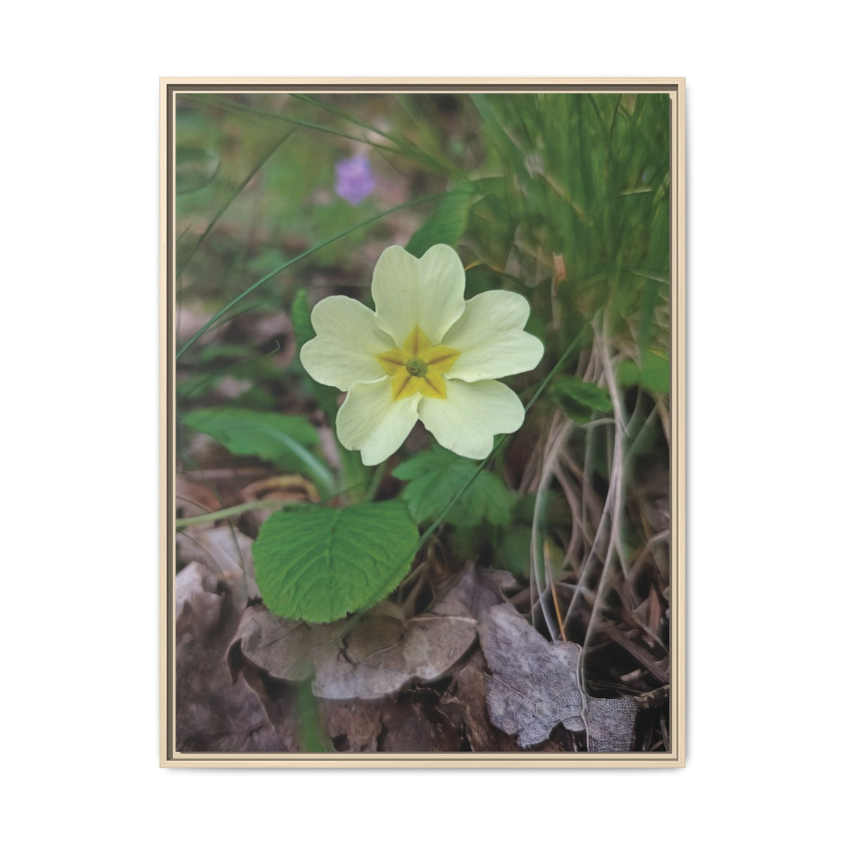 Primula | Framed Canvas