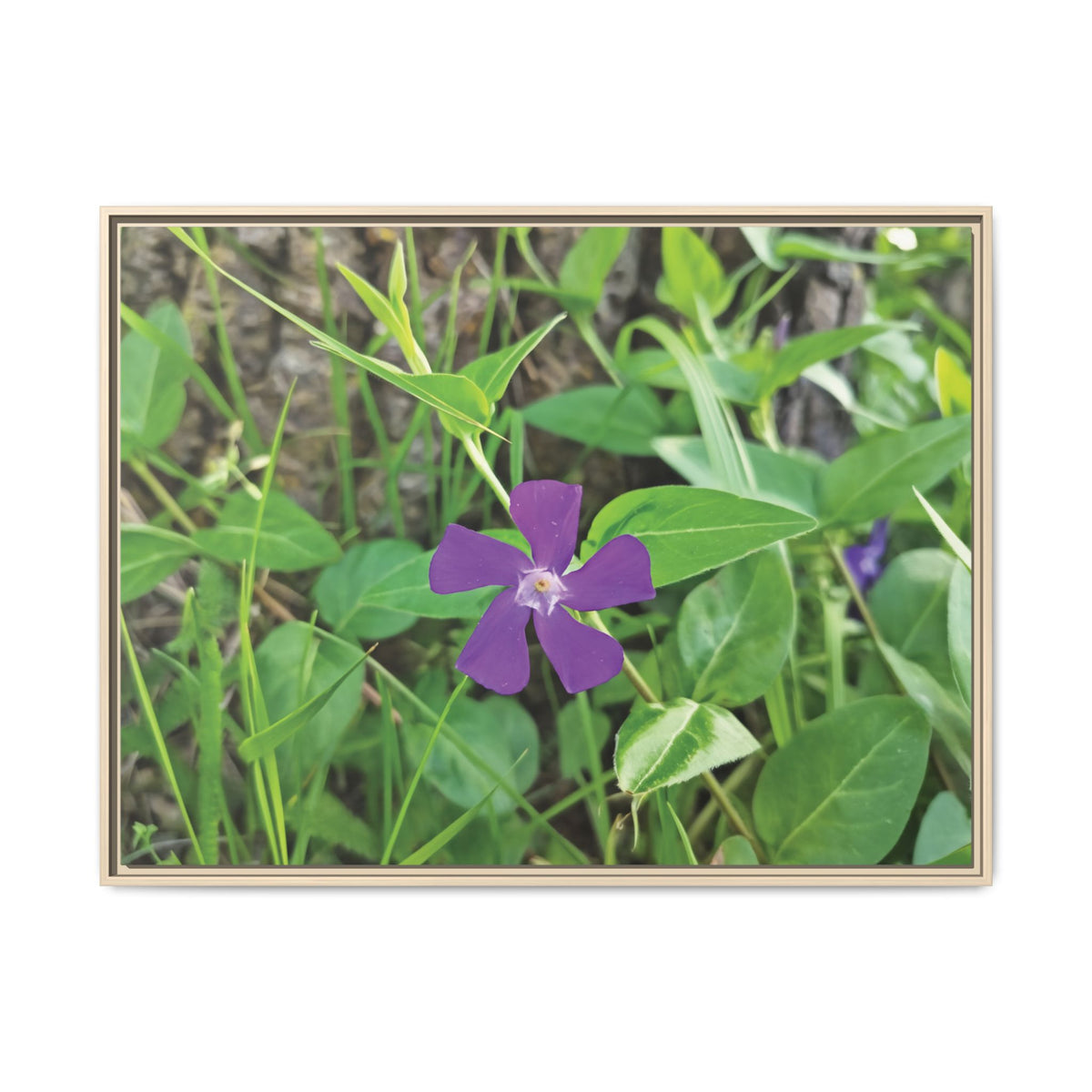 Vinca Major | Framed Canvas