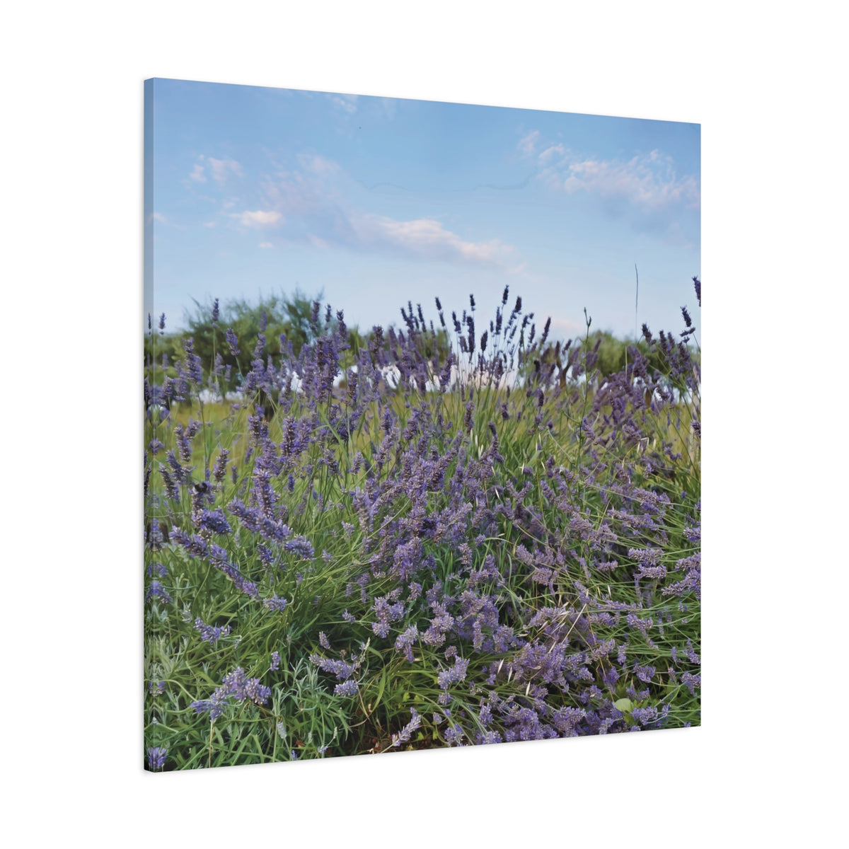 Stretched Matte Canvas - Flower of Lavender (Variant 1)
