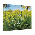 Stretched Matte Canvas - Flower of Silene Vulgaris