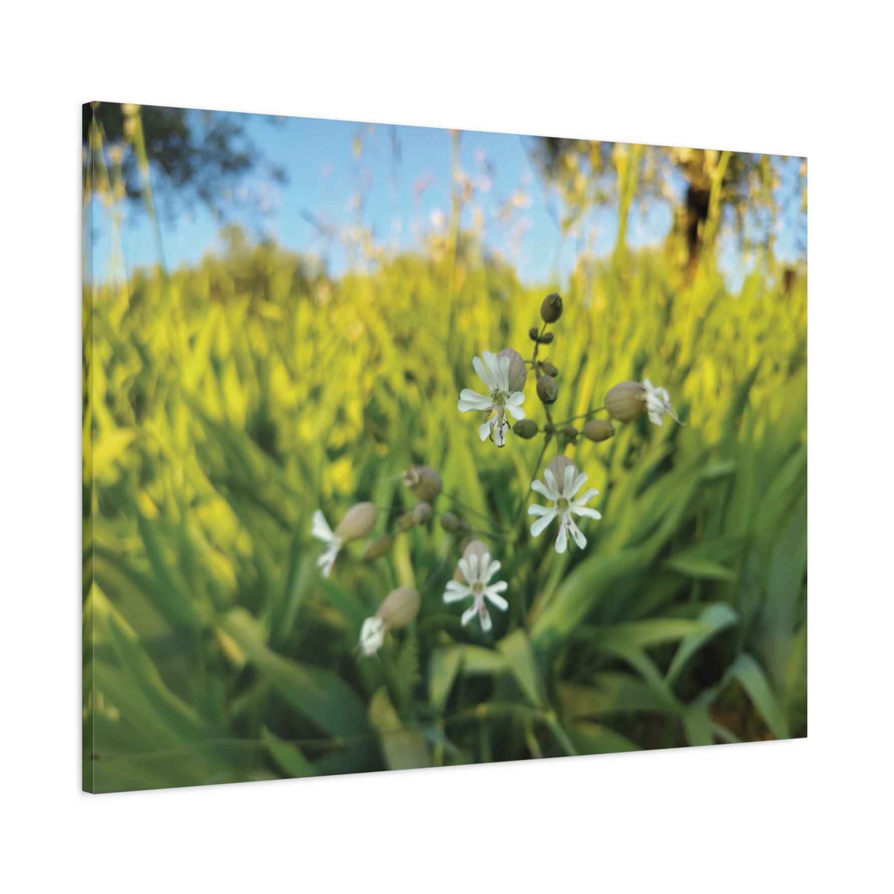 Stretched Matte Canvas - Flower of Silene Vulgaris