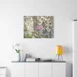 Stretched Matte Canvas - Flower of Silene Dioica (Variant 1)