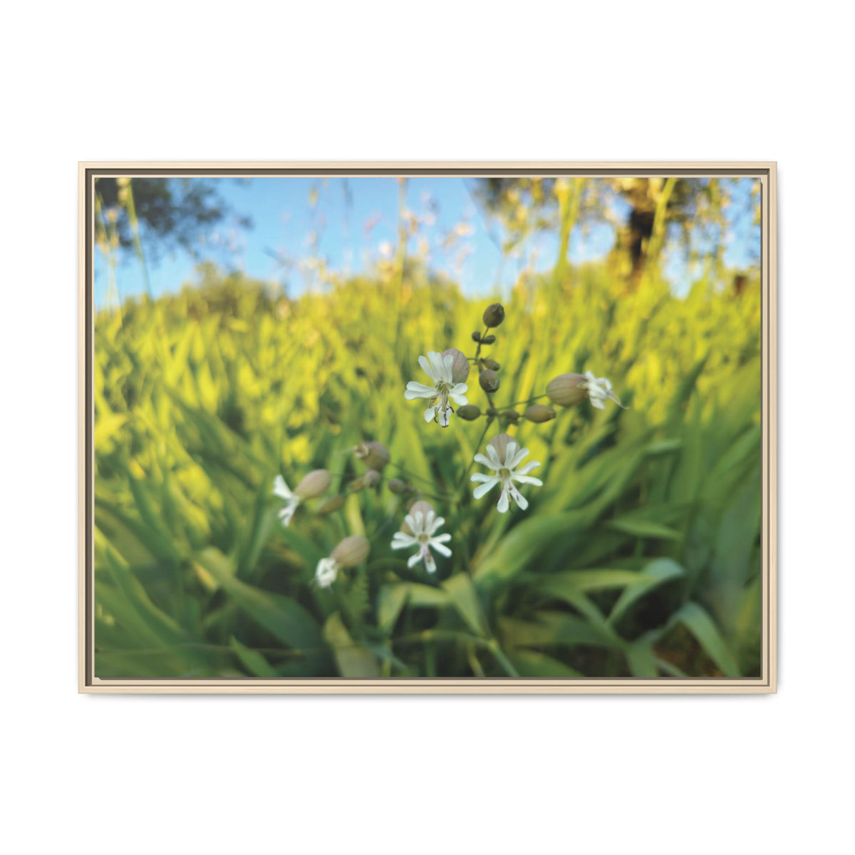 Silene Vulgaris | Framed Canvas