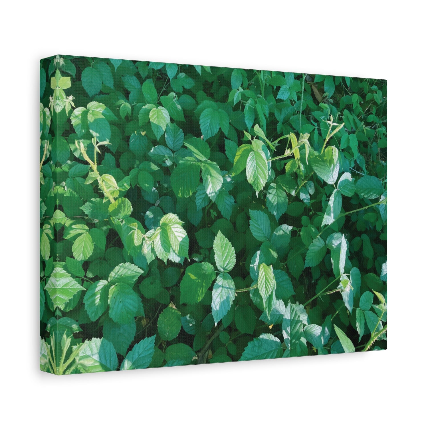 Stretched Matte Canvas - Rubus Leaves