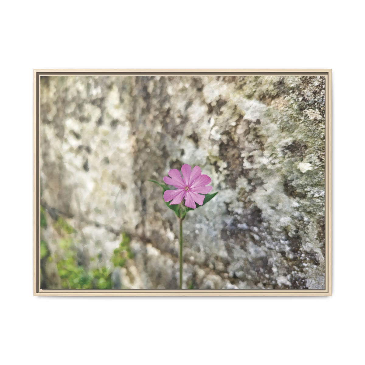 Silene Dioica (Stone wall) | Framed Canvas