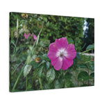 Stretched Matte Canvas - Flower of Rosa Pendulina