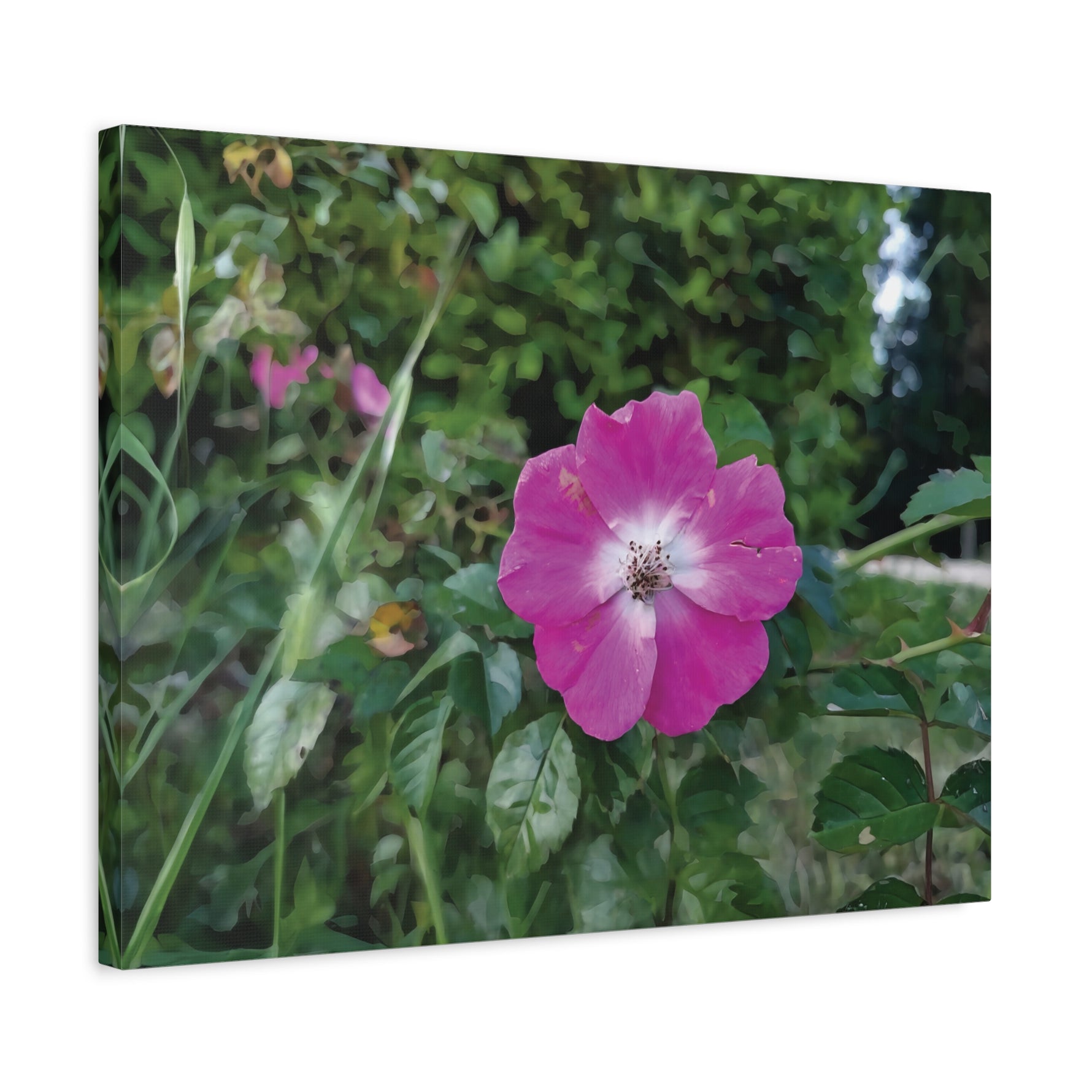 Stretched Matte Canvas - Flower of Rosa Pendulina