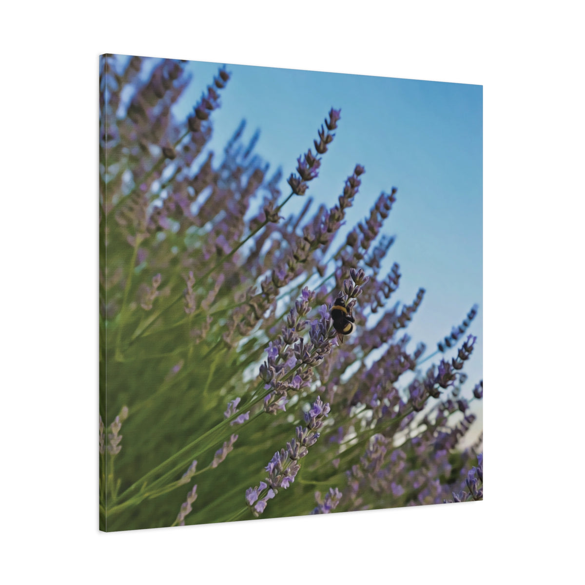 Stretched Matte Canvas - Flower of Lavender with Bombus Insect (Variant 1)