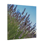 Stretched Matte Canvas - Flower of Lavender with Bombus Insect (Variant 1)