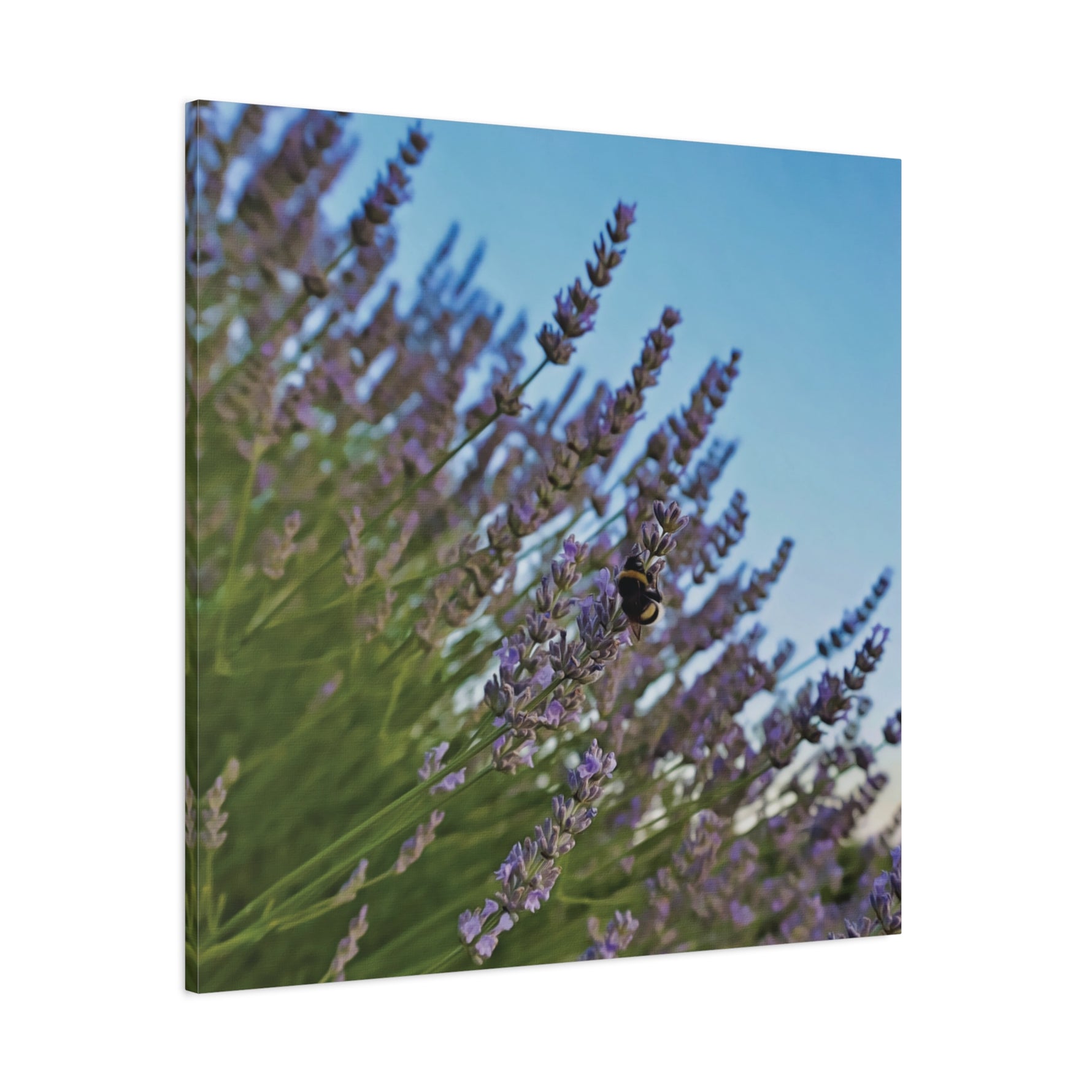 Stretched Matte Canvas - Flower of Lavender with Bombus Insect (Variant 1)