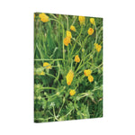 Stretched Matte Canvas - Flower of Ranunculus Acris