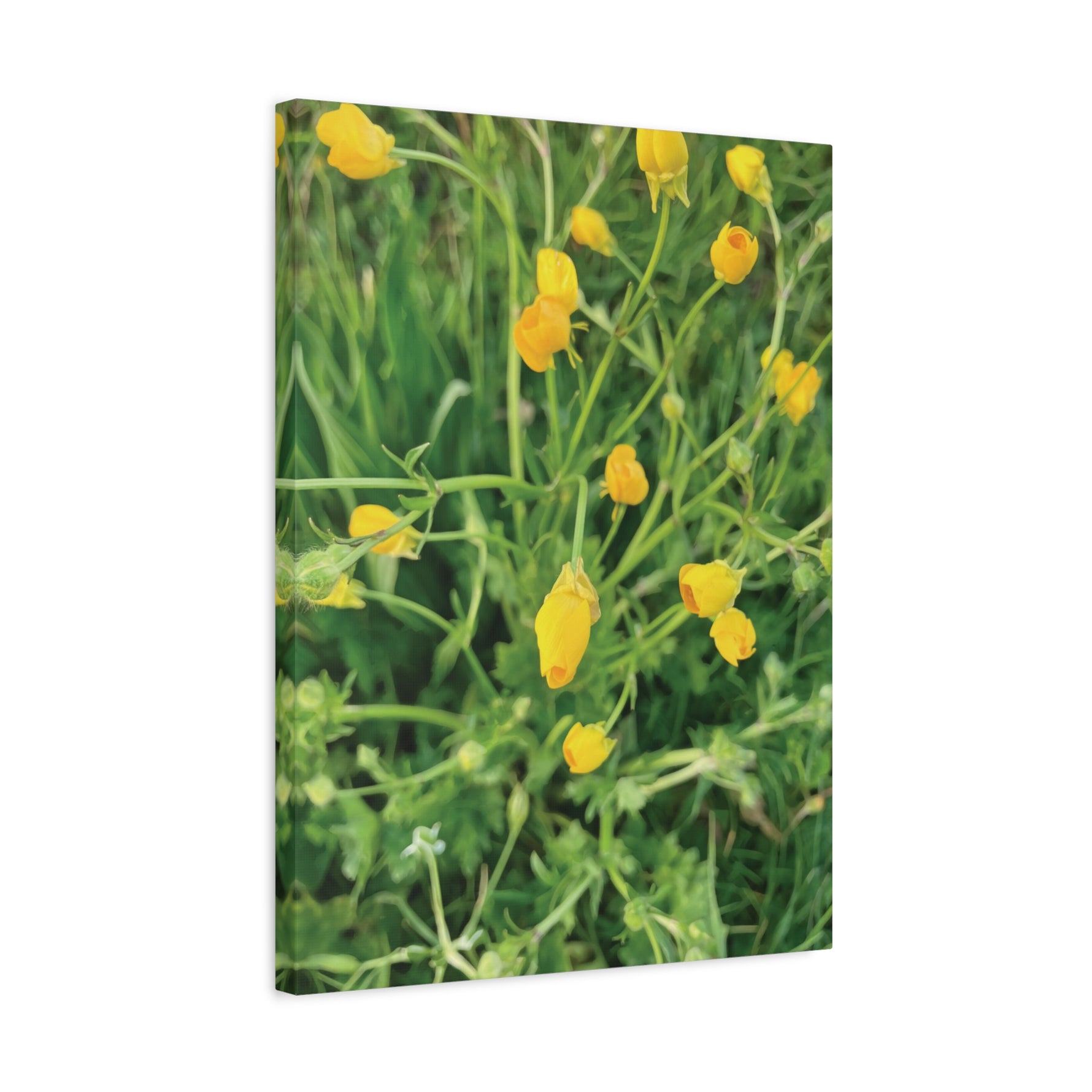 Stretched Matte Canvas - Flower of Ranunculus Acris