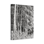 Stretched Matte Canvas - Bamboo (B&W variant)