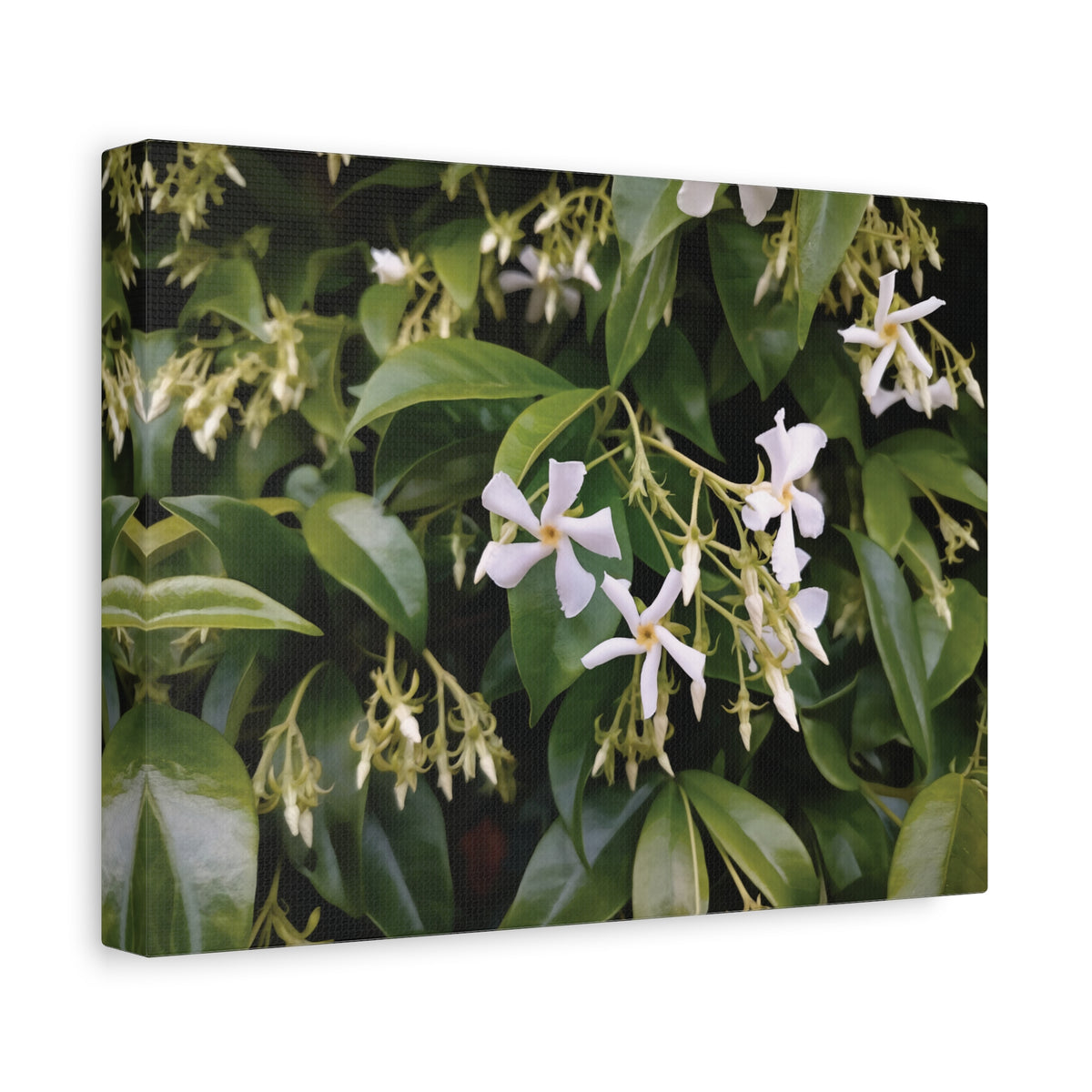 Stretched Matte Canvas - Flower of Gelsomino