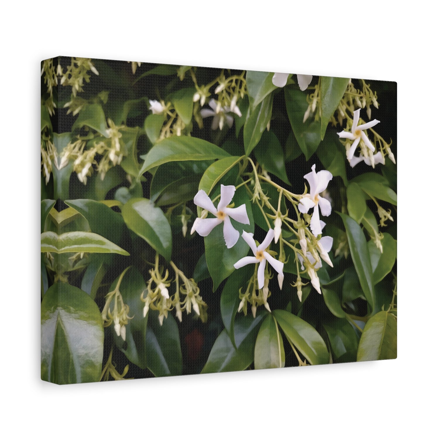 Stretched Matte Canvas - Flower of Gelsomino