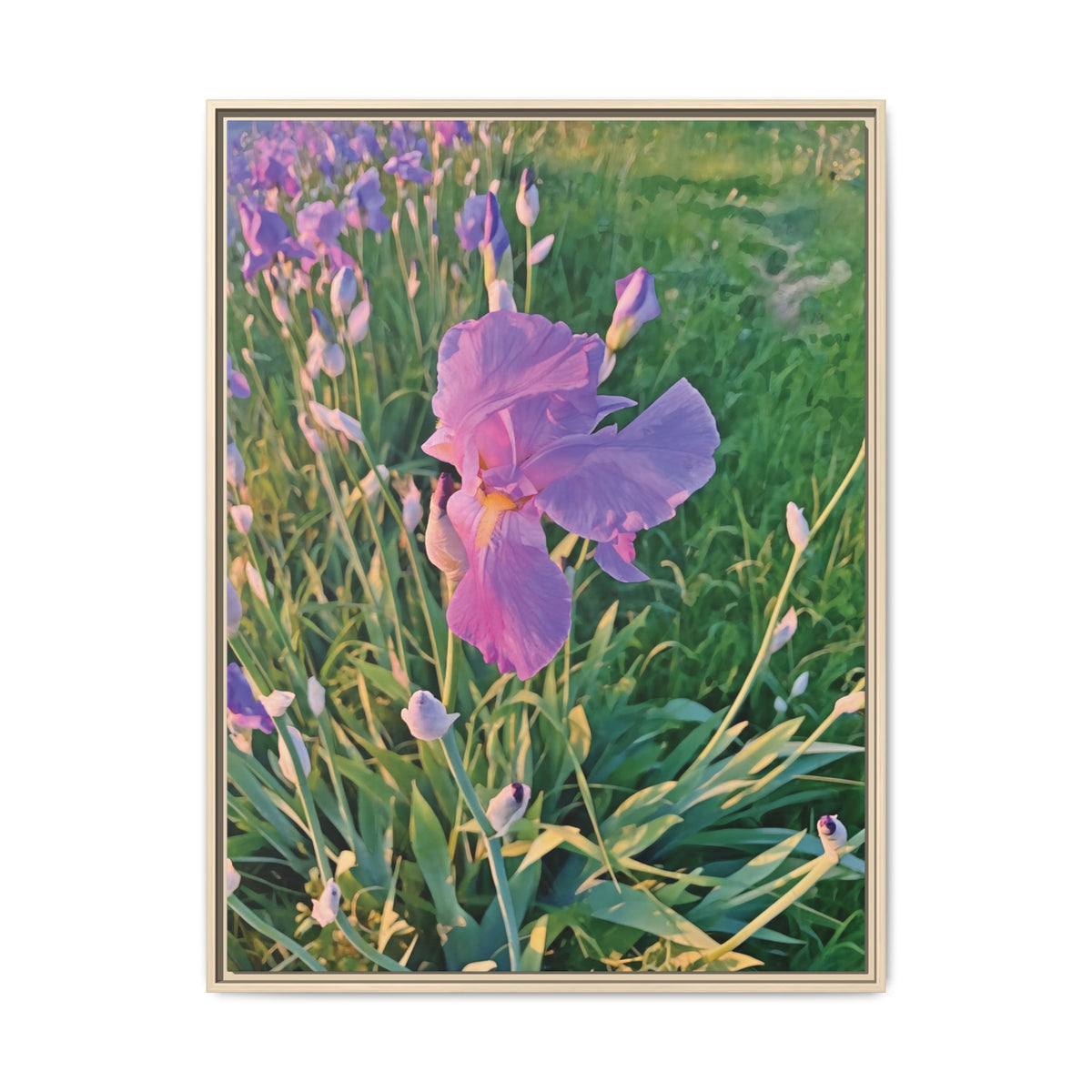 Iris | Framed Canvas